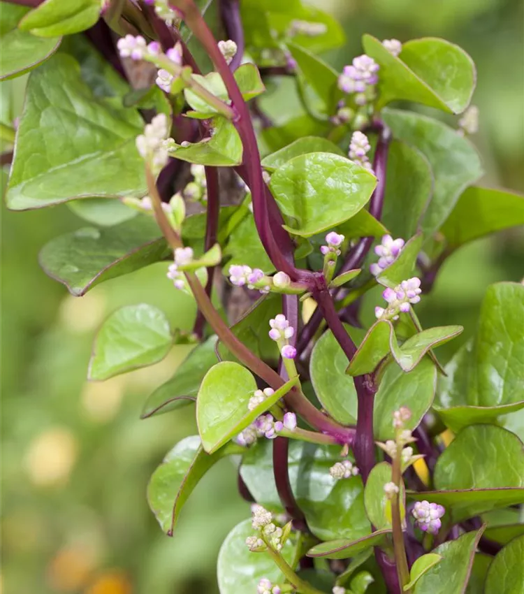 Épinard de Malabar Épinard de Malabar