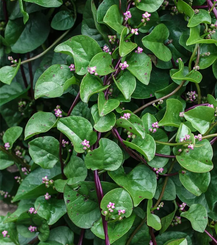 Épinard de Malabar Épinard de Malabar