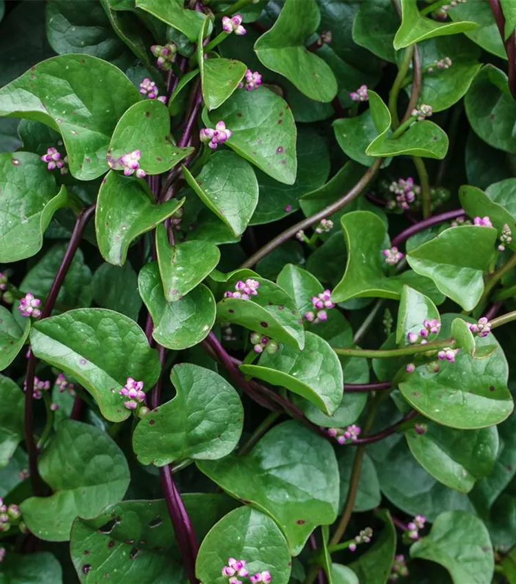 Épinard de Malabar Épinard de Malabar