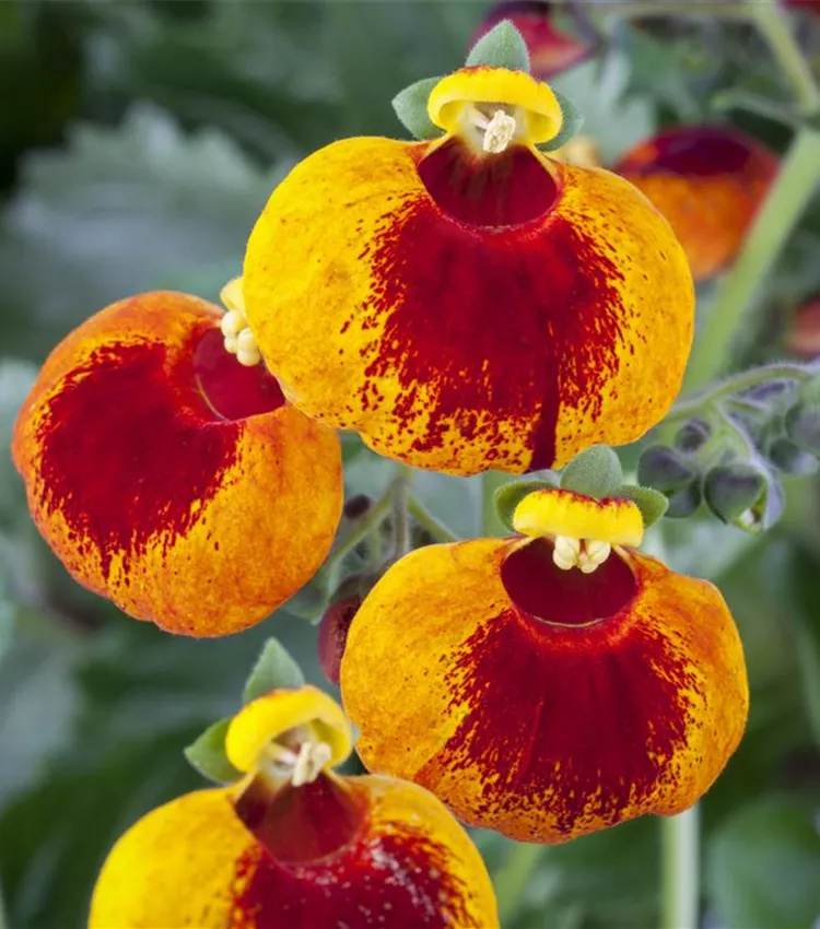 Calceolaria calynopsis, Pantoffelblume | RICOTER Erdaufbereitung AG
