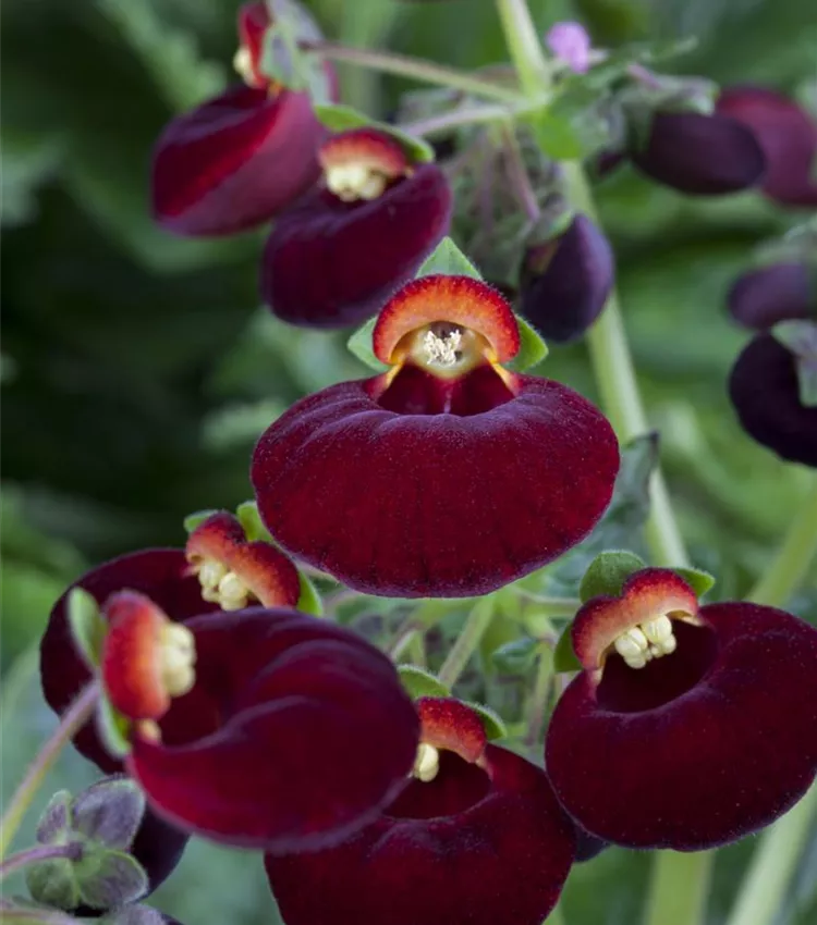 Pantoffelblume