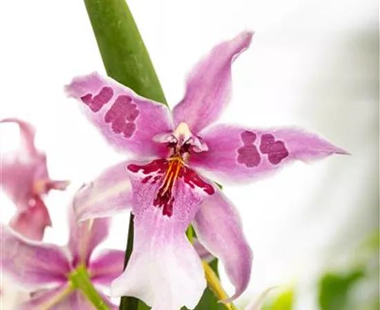 Beallara 'Morning Joy'