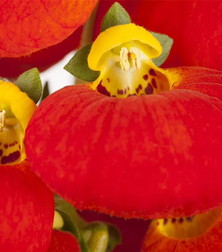 Pantoffelblume
