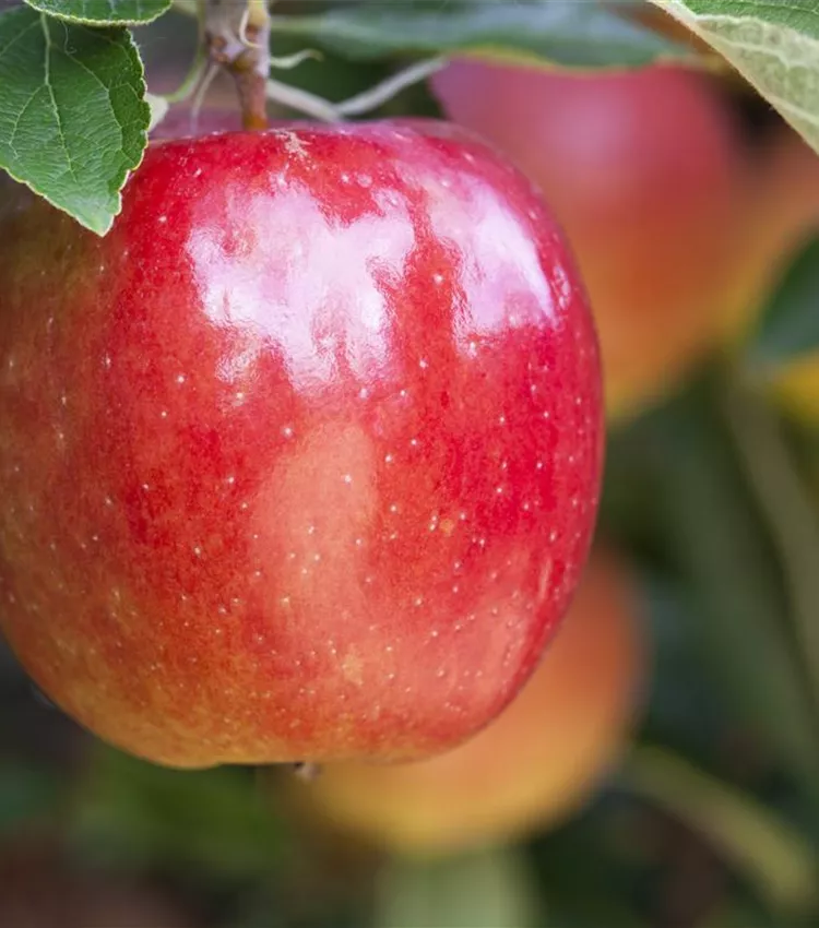 Pomme 'Braeburn'
