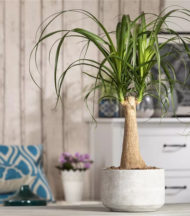 hedera indoor plant Glacier English Ivy main image 0