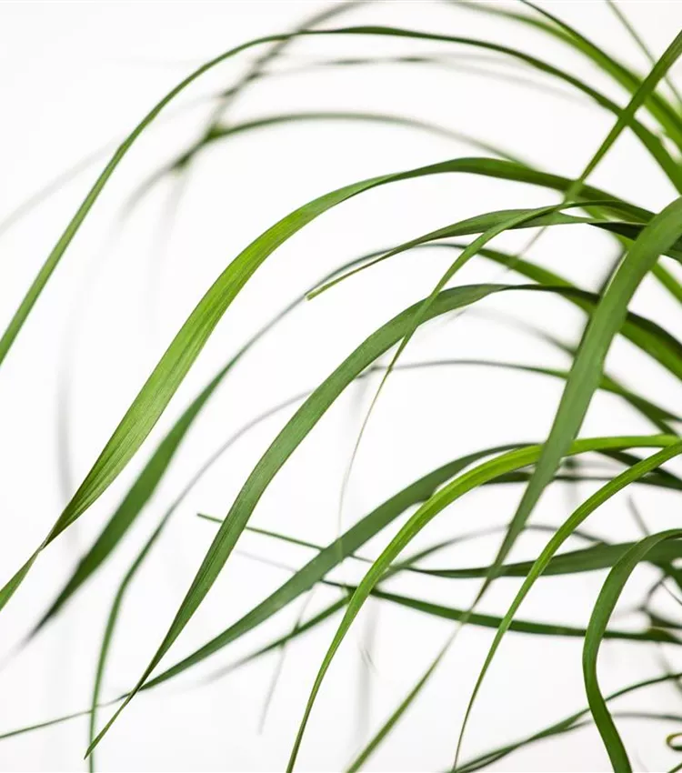 Beaucarnea recurvata 'Maya', Elefantenfuss 'Maya' | RICOTER Erdaufbereitung  AG