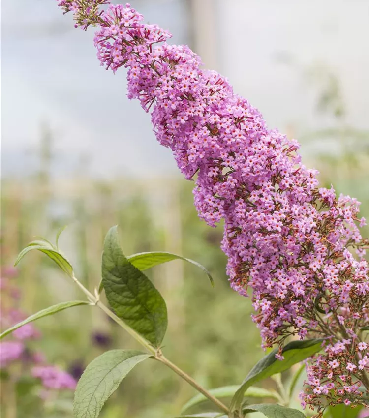 Arbre aux papillons 'Pink Delight'