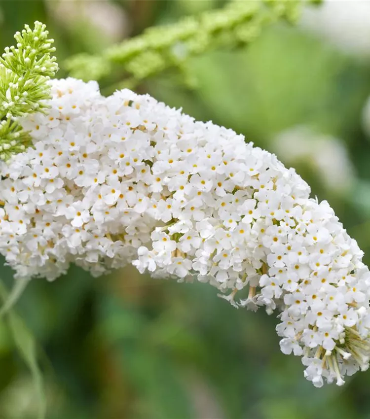 Arbre aux papillons 'White Bouquet'