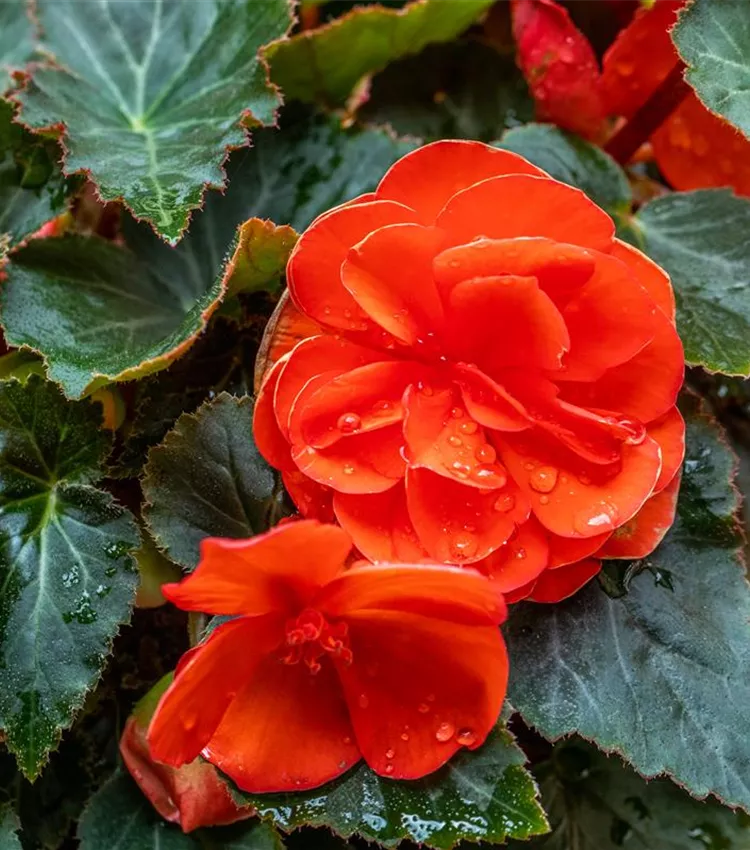 Begonie 'Easy Going Coral'