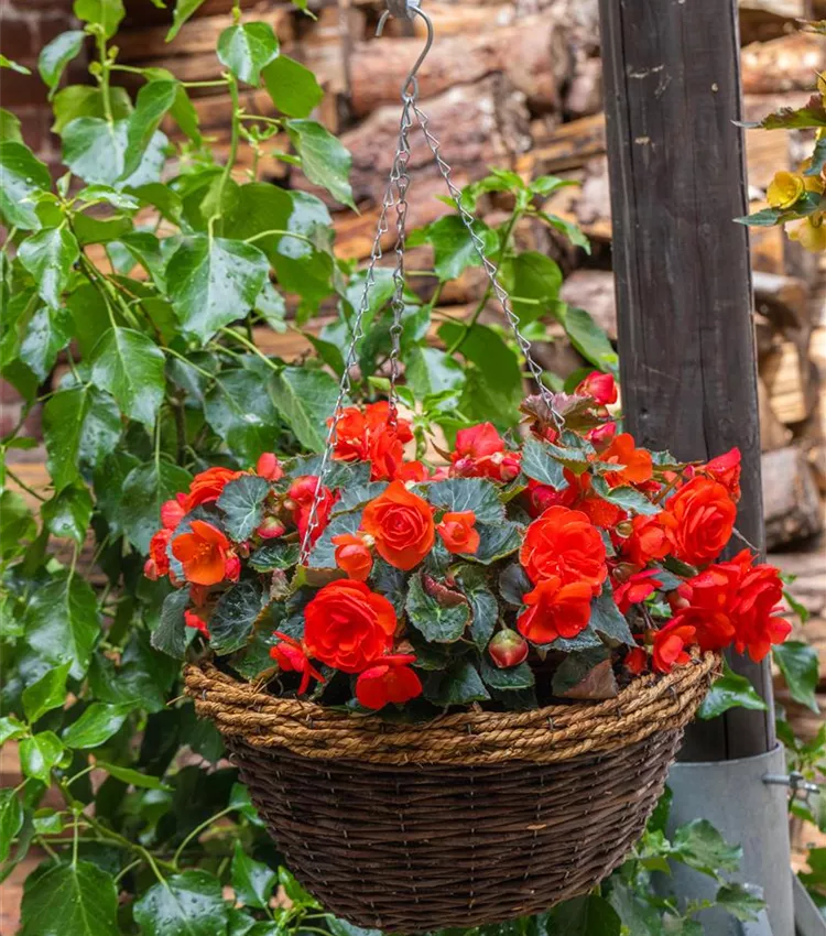 Begonie 'Easy Going Coral'