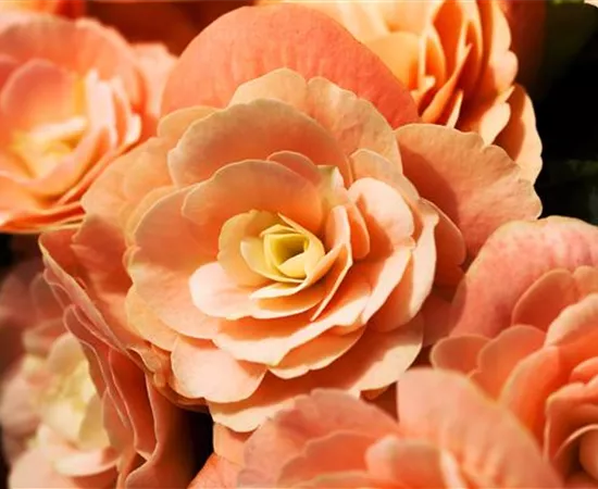 Begonia elatior
