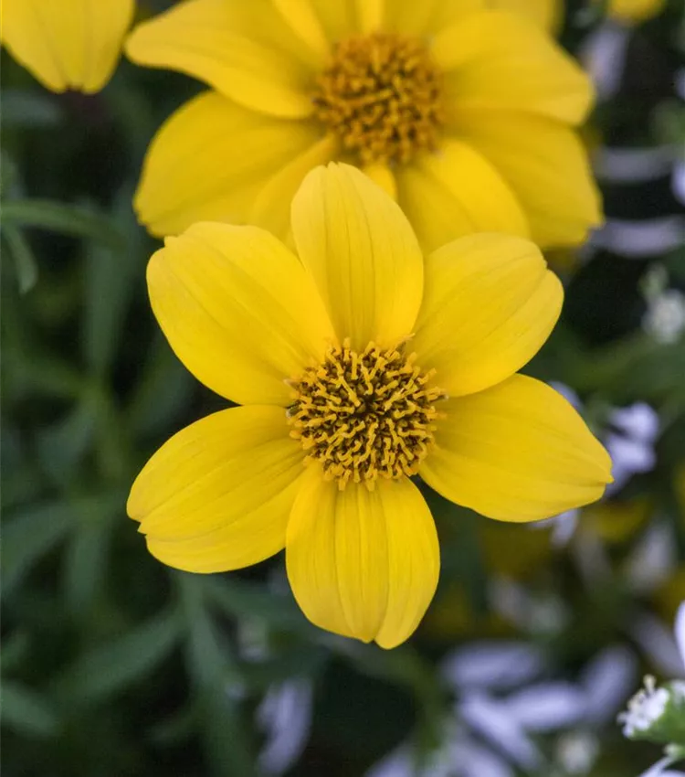 Goldmarie 'Bidopsis® Efraim´s Gold'