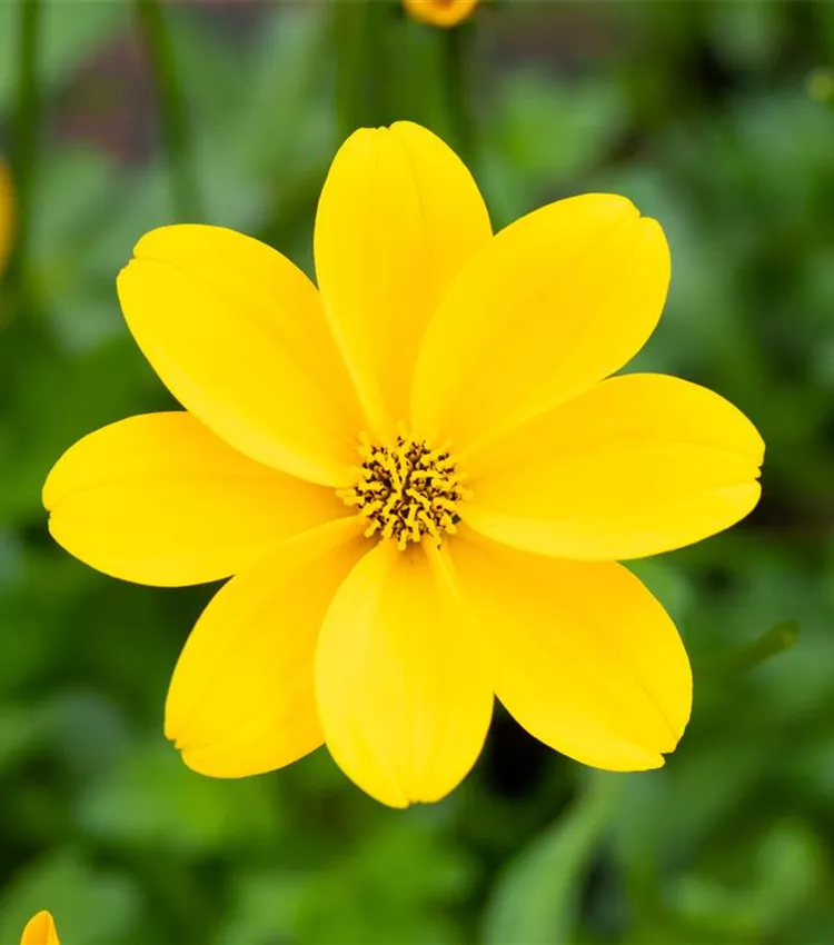 Goldmarie 'Bidopsis® Efraim´s Gold'