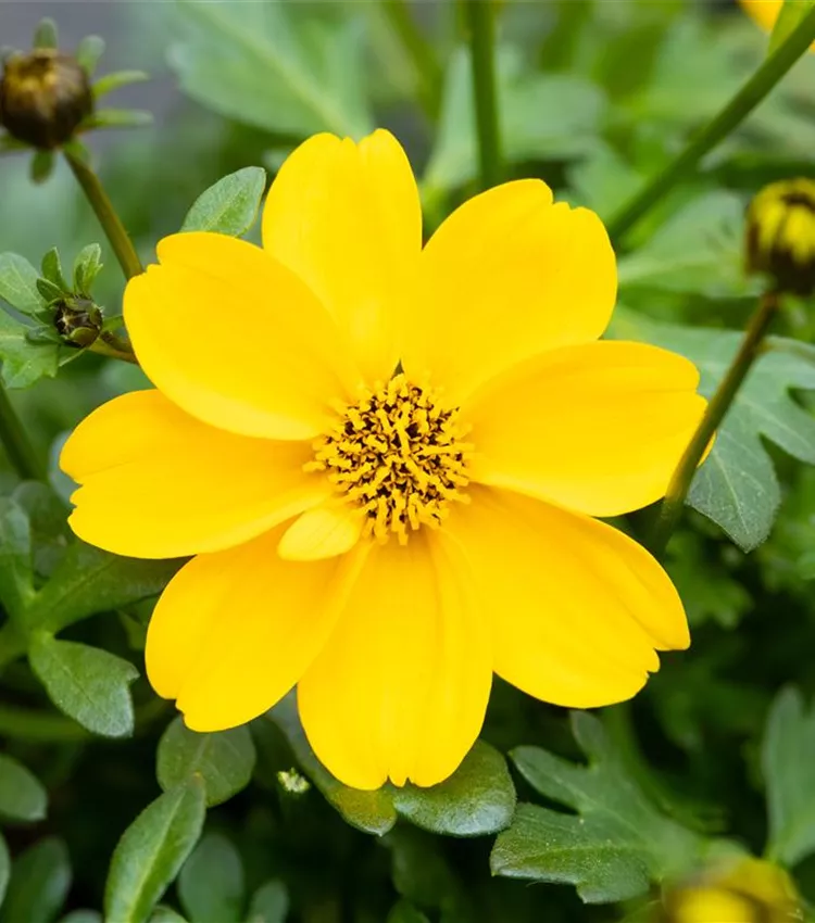 Goldmarie 'Bidopsis® Efraim´s Gold'
