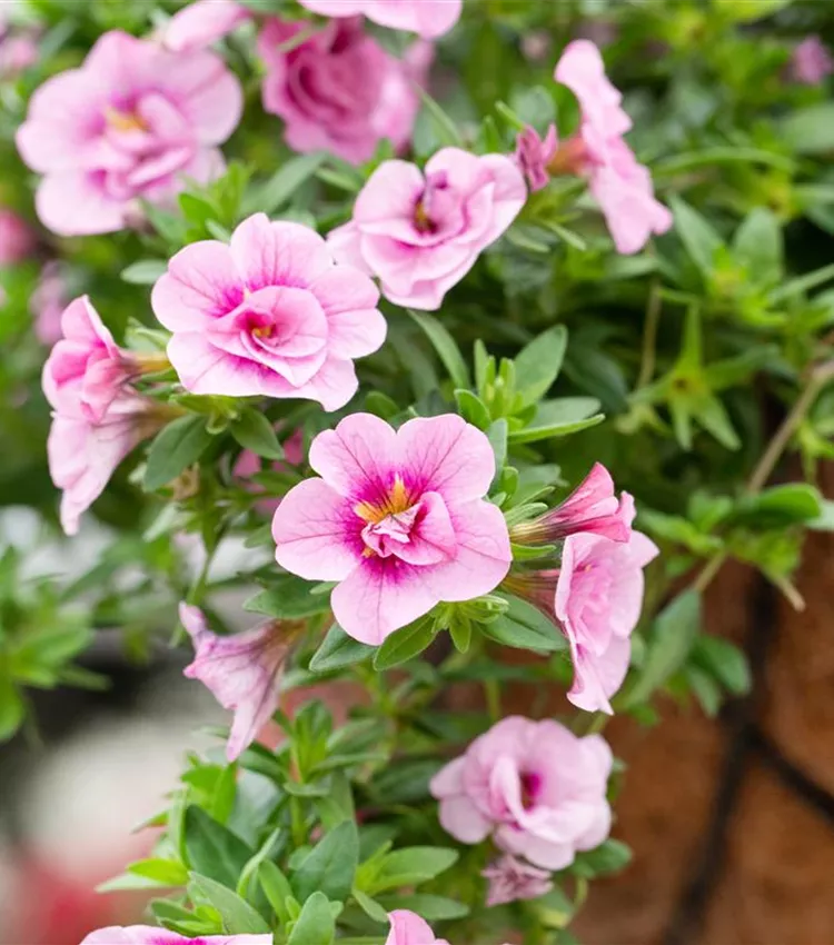 Zauberglöckchen 'Aloha Double Soft Pink'