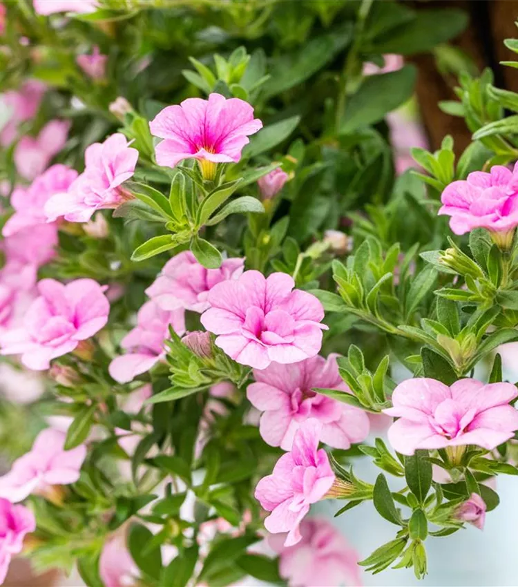 Zauberglöckchen 'Aloha Double Soft Pink'
