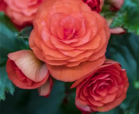 Begonia elatior Move2 'Fun Orange'