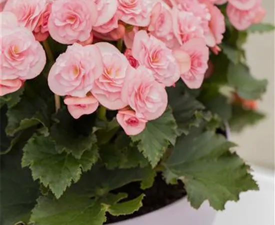 Begonia elatior Move2 'Joy Pink'
