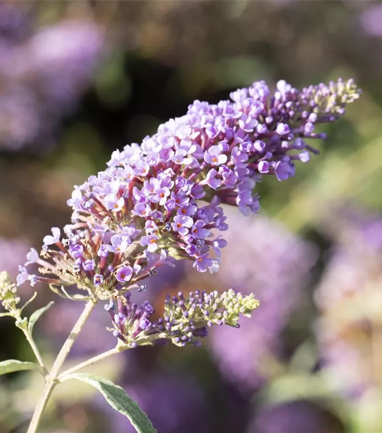 Arbre aux papillons 'BUZZ™ 'Midnight''