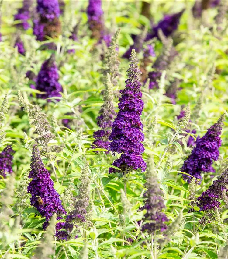 Arbre aux papillons 'BUZZ™ 'Midnight''