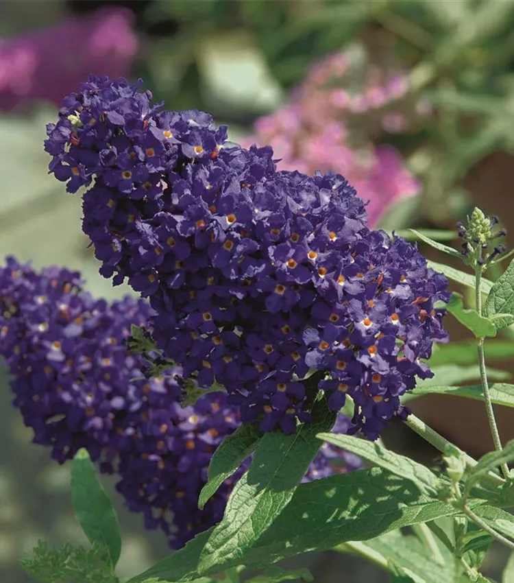 Arbre aux papillons 'BUZZ™ 'Midnight''