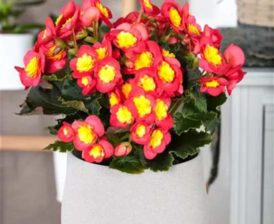 Begonia elatior 'Valentino'