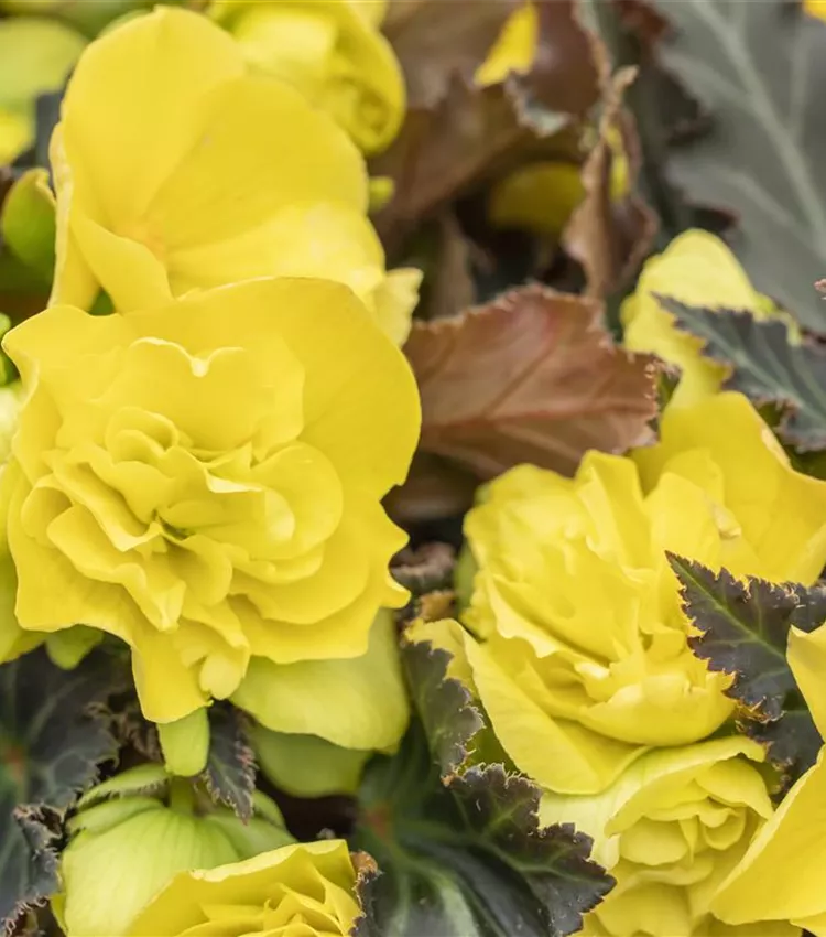 Begonie I´CONIA Portofino 'Yellow'