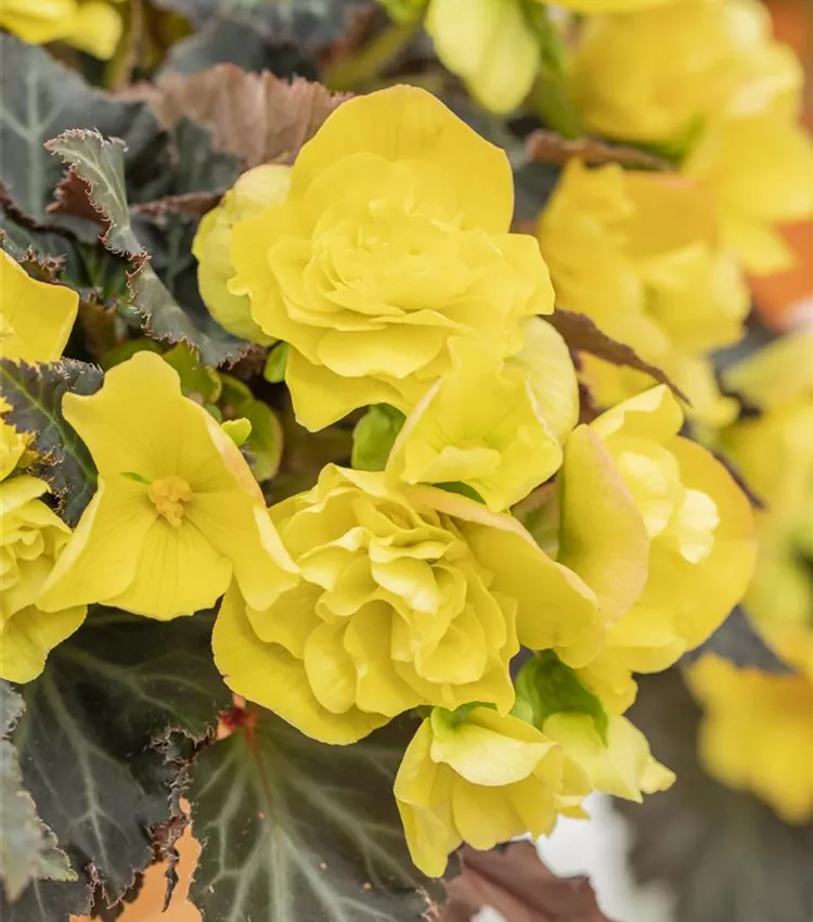Begonie I´CONIA Portofino 'Yellow'