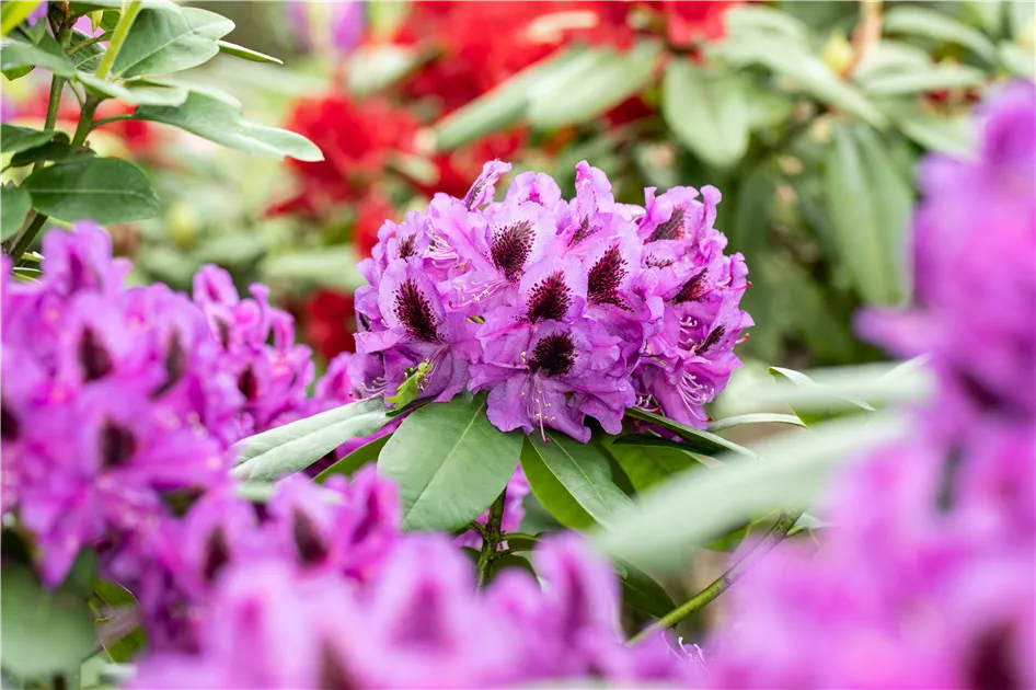Rhododendron 'Pfauenauge', Rhododendron-Hybride 'Pfauenauge' | RICOTER  Erdaufbereitung AG
