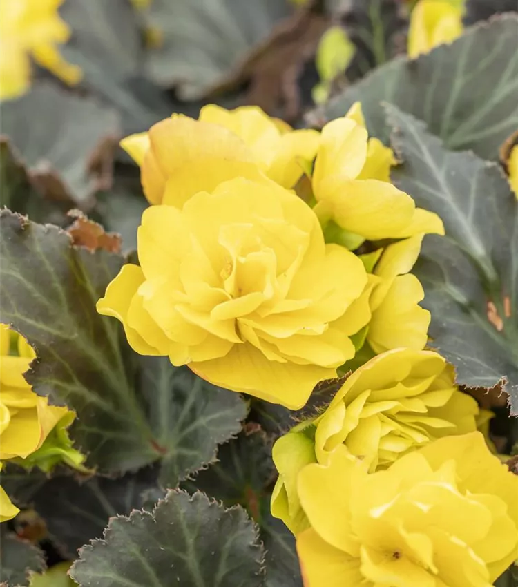 Begonie I´CONIA Portofino 'Yellow'