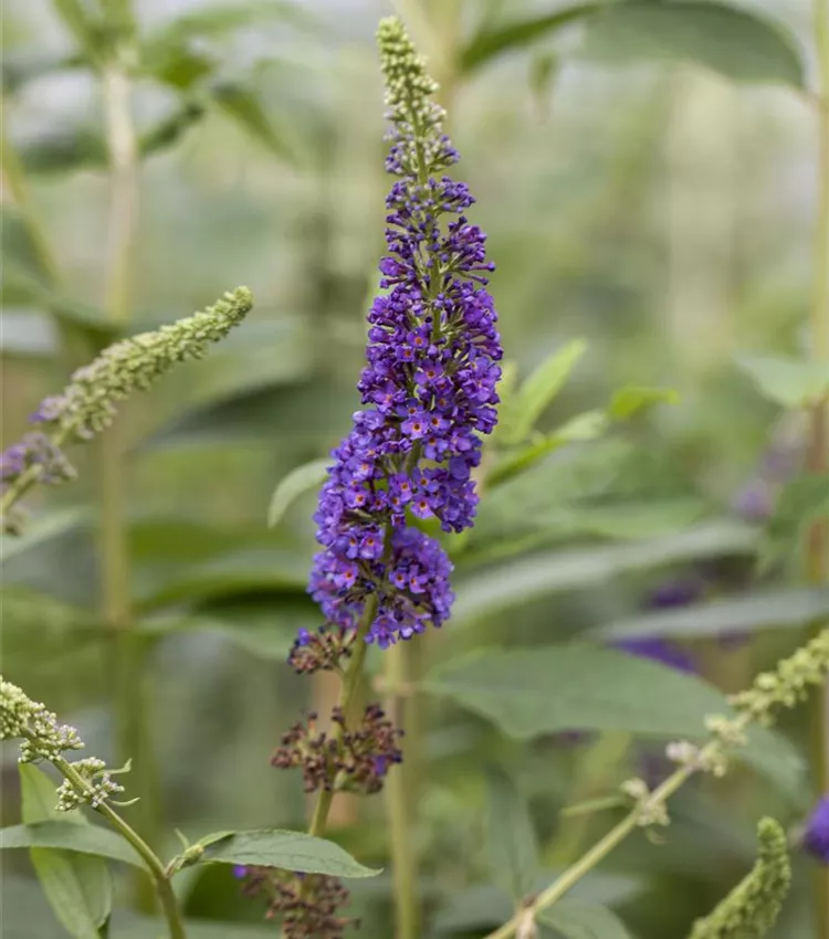 Sommerflieder 'Empire Blue'
