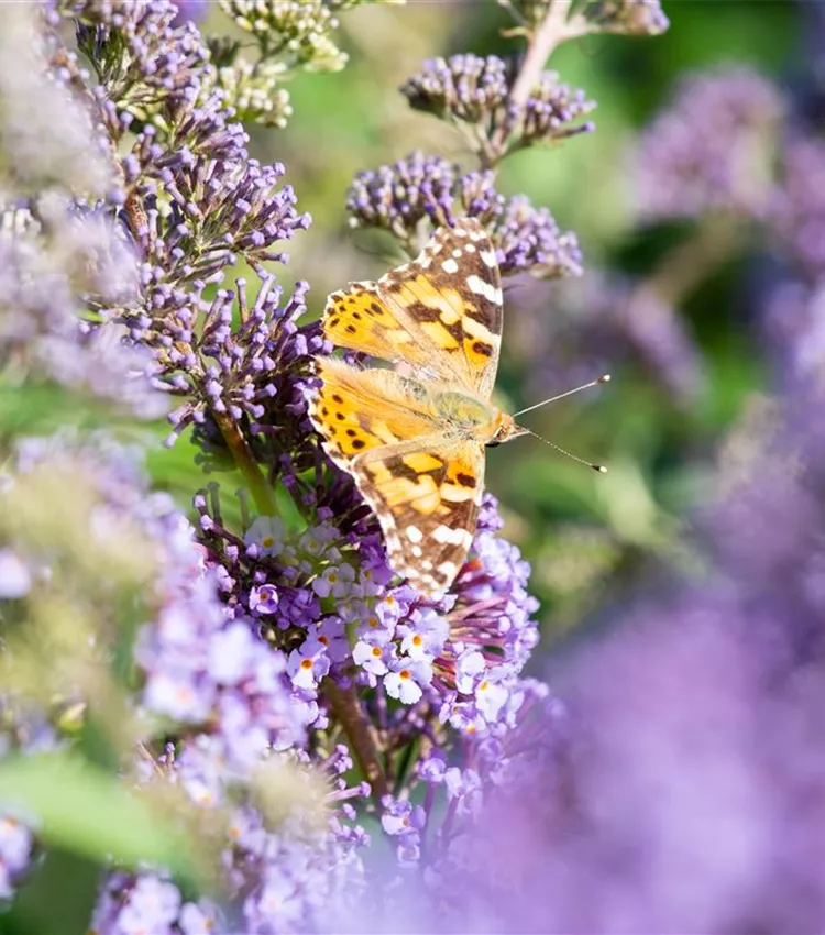 Sommerflieder 'Empire Blue'