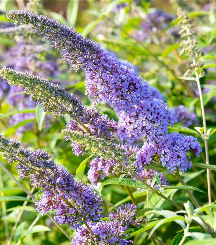 Sommerflieder 'Empire Blue'
