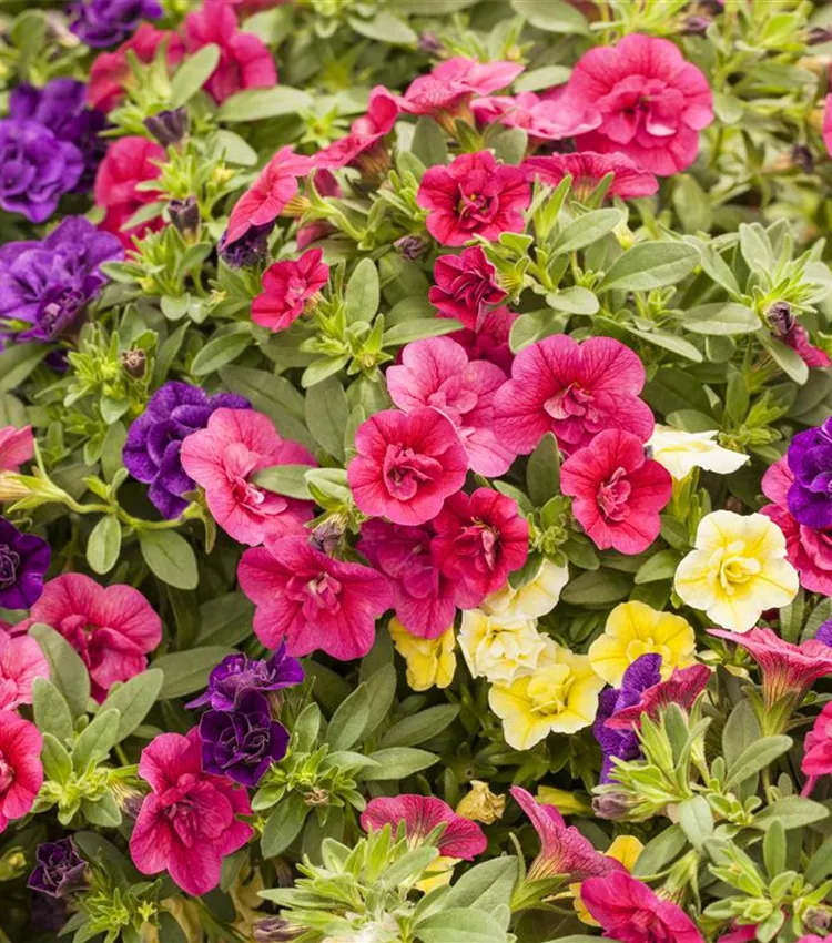 Calibrachoa