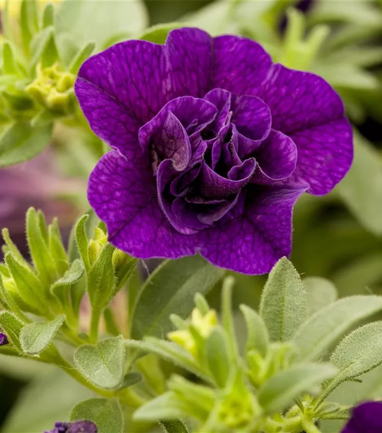 Calibrachoa