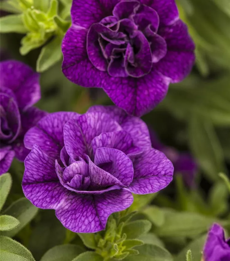 Calibrachoa