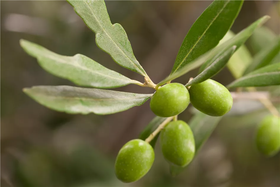 Olea europaea, Olivenbaum | RICOTER Erdaufbereitung AG
