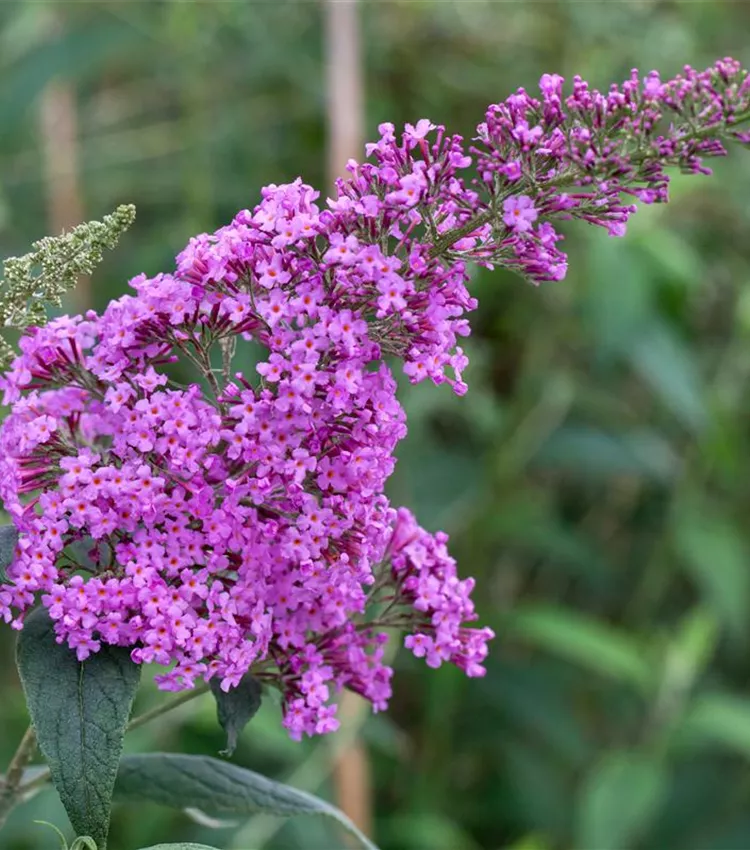 Arbre aux papillons 'Pink Delight'