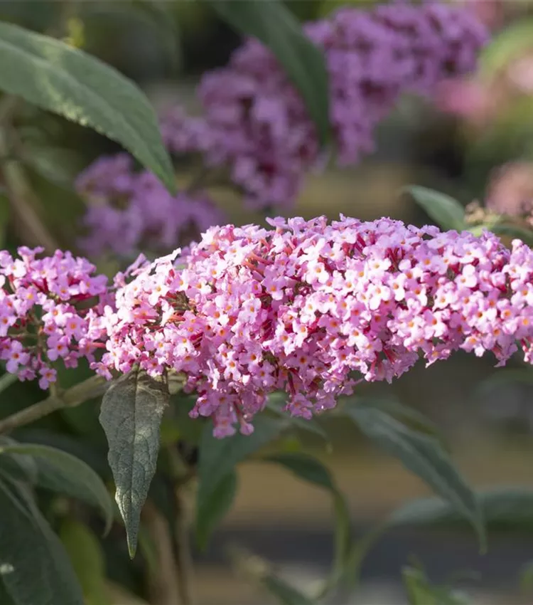 Arbre aux papillons 'Pink Delight'