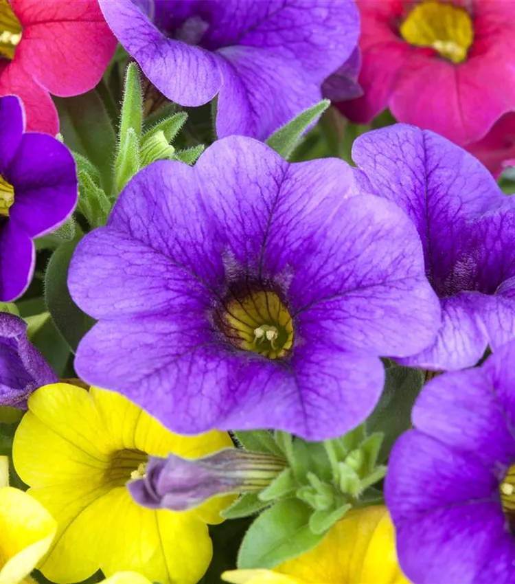 Pétunia à petites fleurs 'Celebration® Karneval'