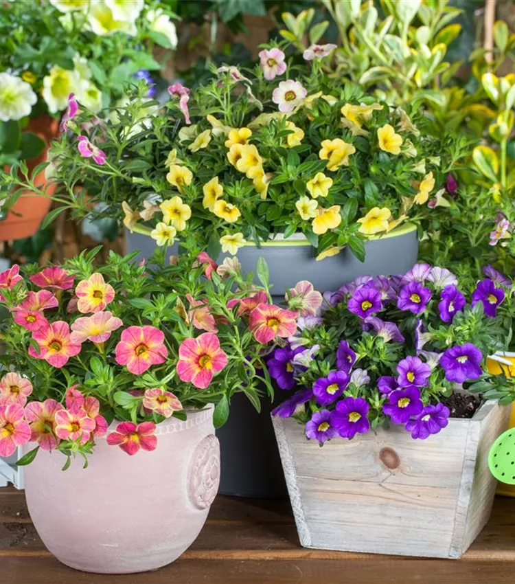 Pétunia à petites fleurs 'Celebration® Karneval'