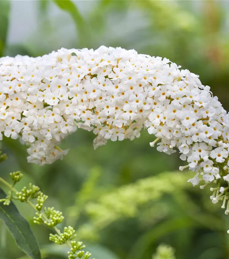 Arbre aux papillons 'White Bouquet'