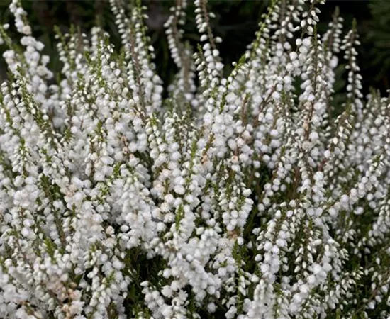 Calluna vulgaris 'Kinlochruel'