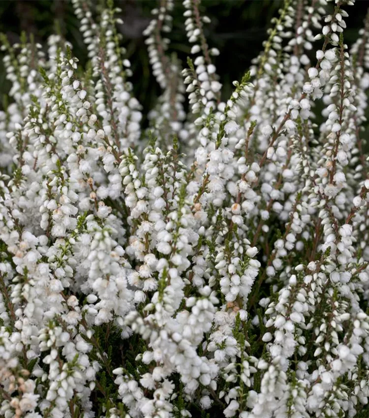 Besenheide 'Kinlochruel'