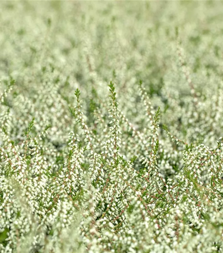 Besenheide 'Kinlochruel'