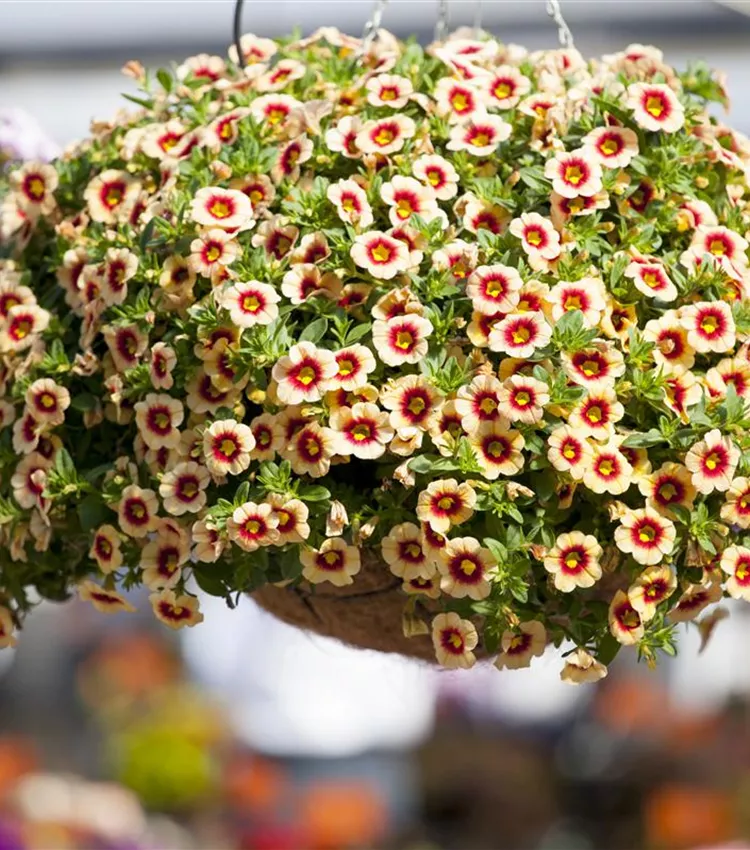 Zauberglöckchen 'Hula® Gold'