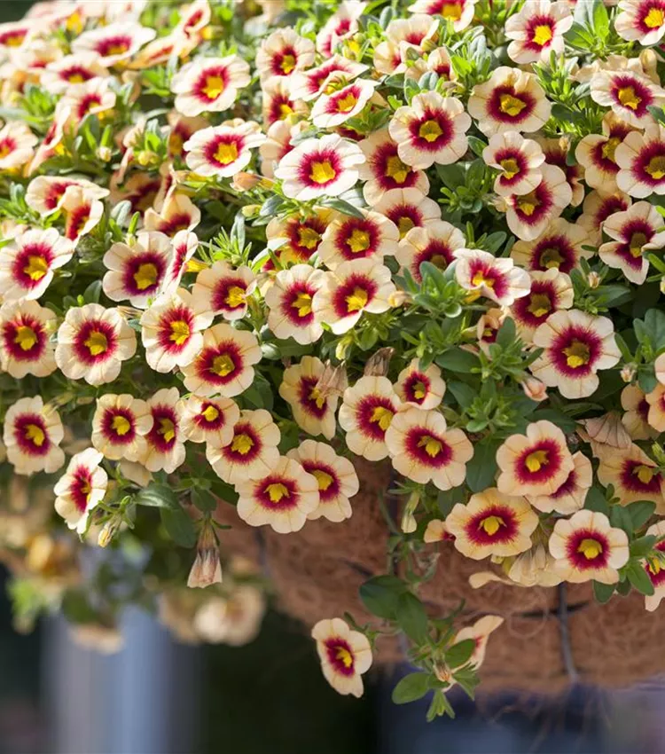 Zauberglöckchen 'Hula® Gold'
