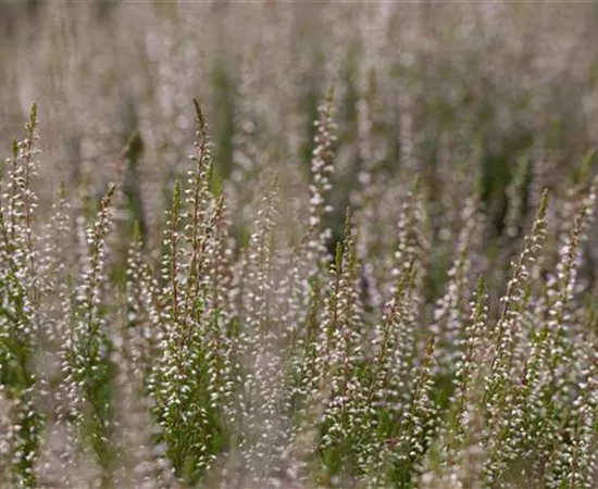Calluna vulgaris 'Marlies'