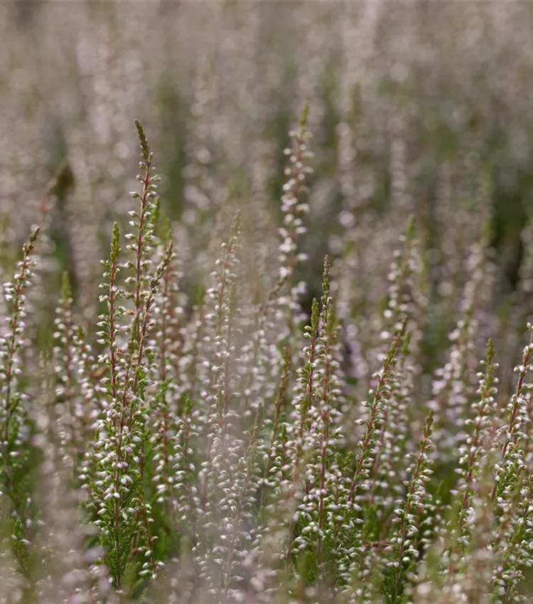 Besenheide 'Marlies'