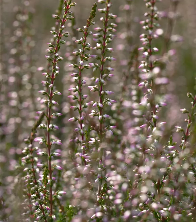 Besenheide 'Marlies'